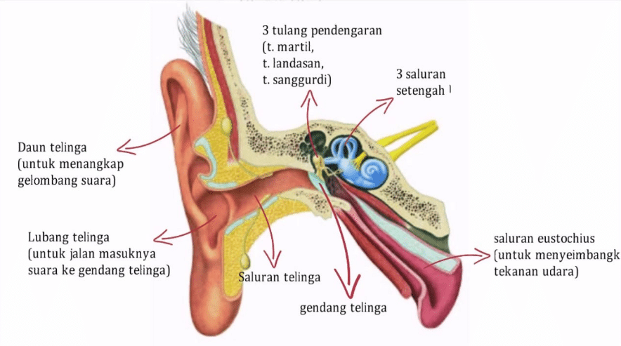 Detail Gambar Anatomi Telinga Nomer 17