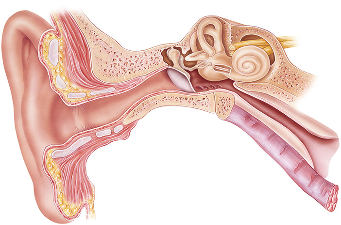 Detail Gambar Anatomi Telinga Nomer 3