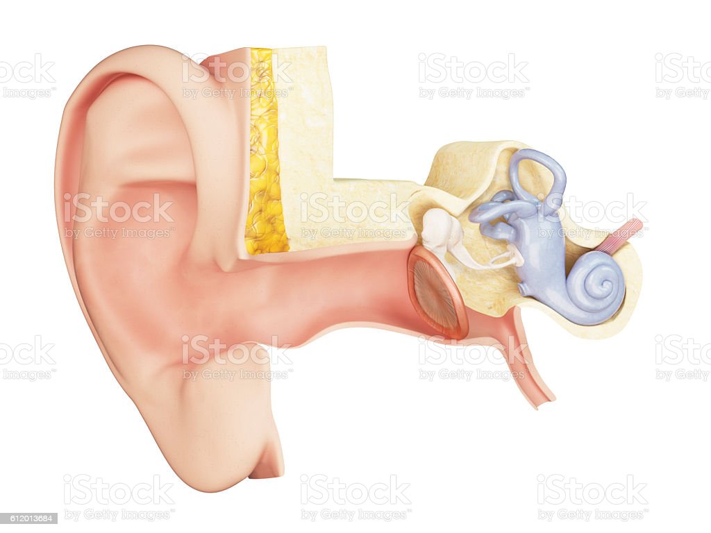 Detail Gambar Anatomi Telinga Nomer 32
