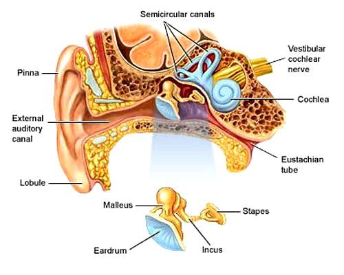 Detail Gambar Anatomi Telinga Nomer 33