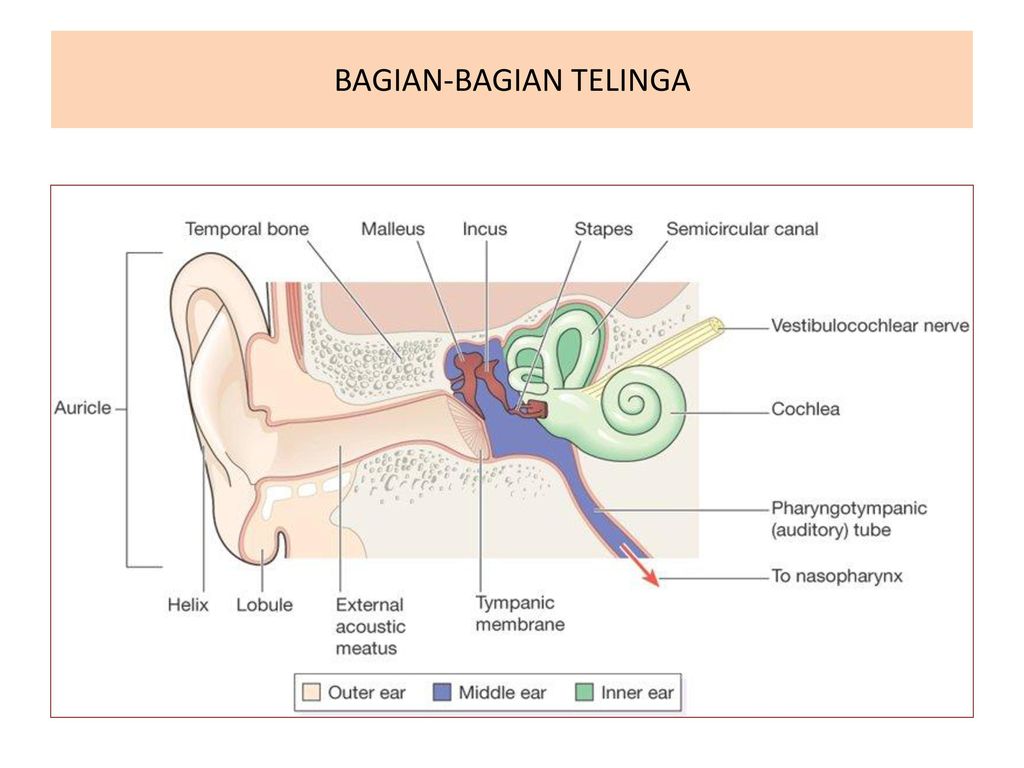 Detail Gambar Anatomi Telinga Nomer 38