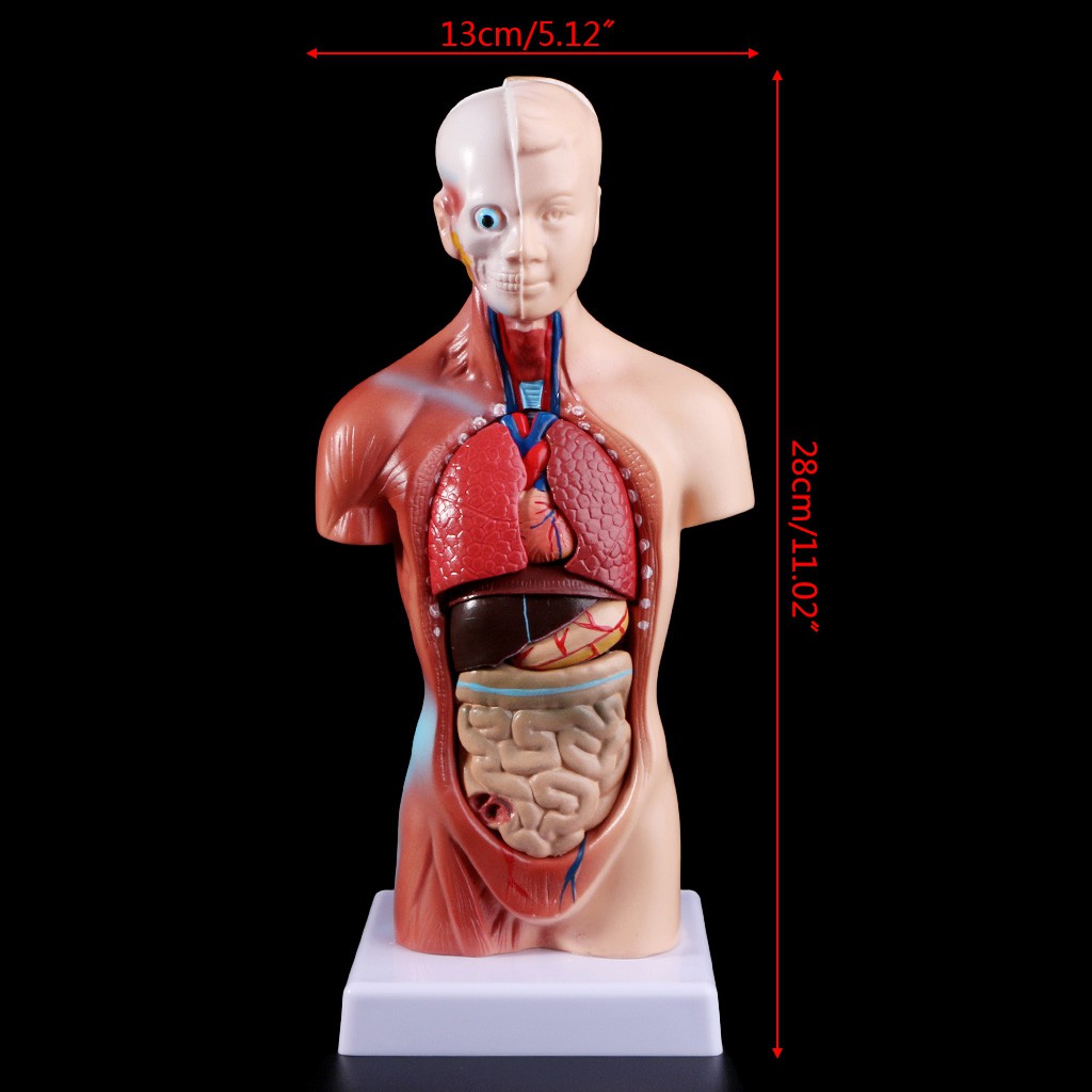 Detail Gambar Anatomi Tubuh Dan Organ Nomer 2