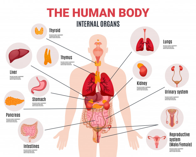 Detail Gambar Anatomi Tubuh Dan Organ Nomer 13