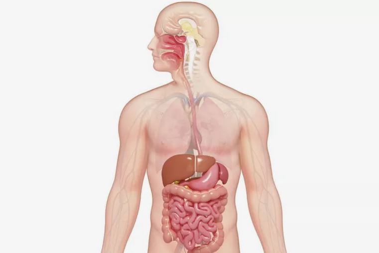 Detail Gambar Anatomi Tubuh Dan Organ Nomer 21