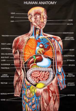 Detail Gambar Anatomi Tubuh Dan Organ Nomer 24