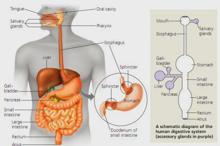 Detail Gambar Anatomi Tubuh Dan Organ Nomer 27