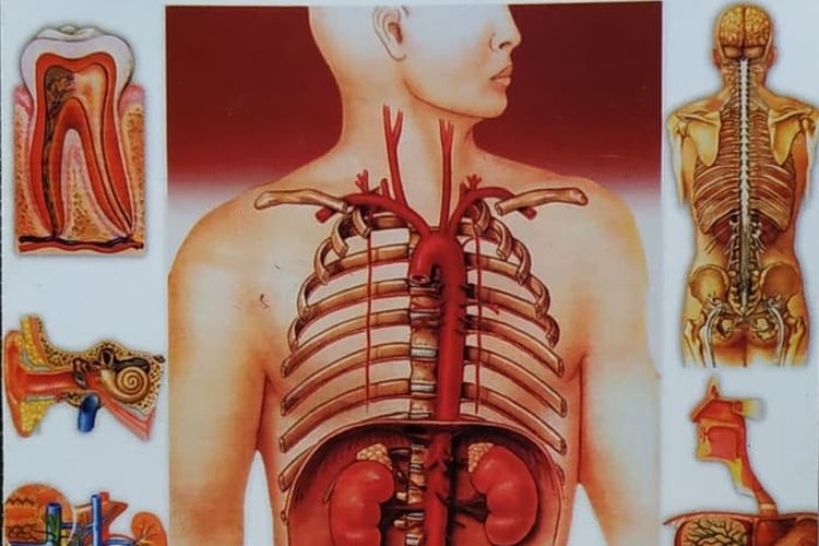 Detail Gambar Anatomi Tubuh Dan Organ Nomer 30