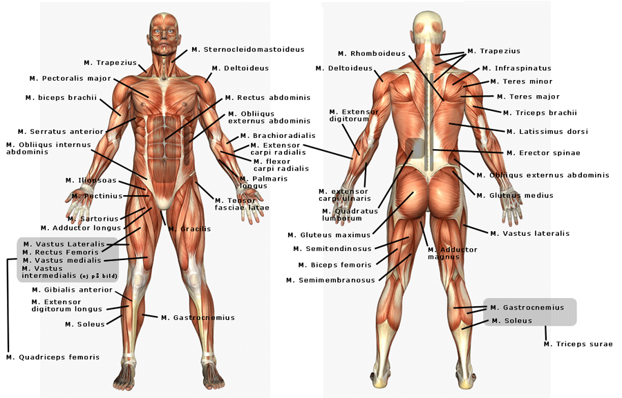 Detail Gambar Anatomi Tubuh Dan Organ Nomer 35