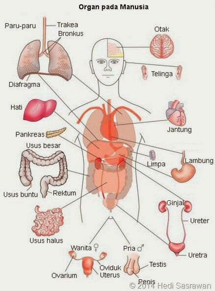 Detail Gambar Anatomi Tubuh Dan Organ Nomer 5