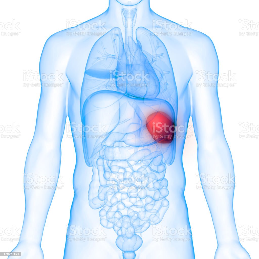 Detail Gambar Anatomi Tubuh Dan Organ Nomer 46