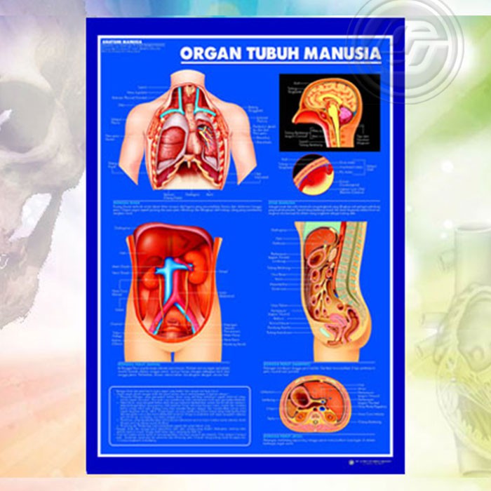 Detail Gambar Anatomi Tubuh Dan Organ Nomer 48