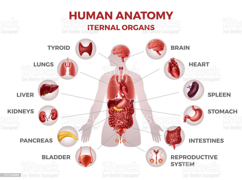 Detail Gambar Anatomi Tubuh Dan Organ Nomer 49