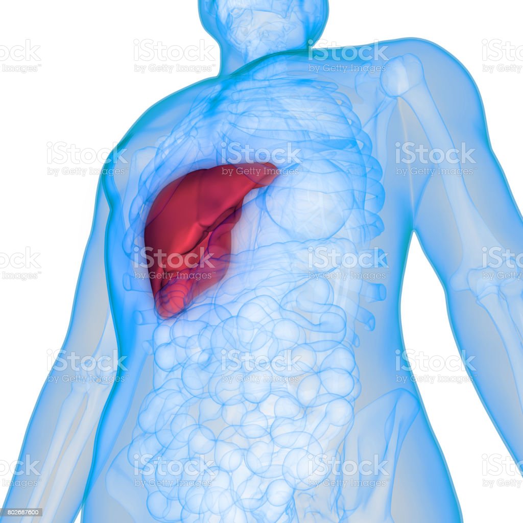 Detail Gambar Anatomi Tubuh Dan Organ Nomer 50