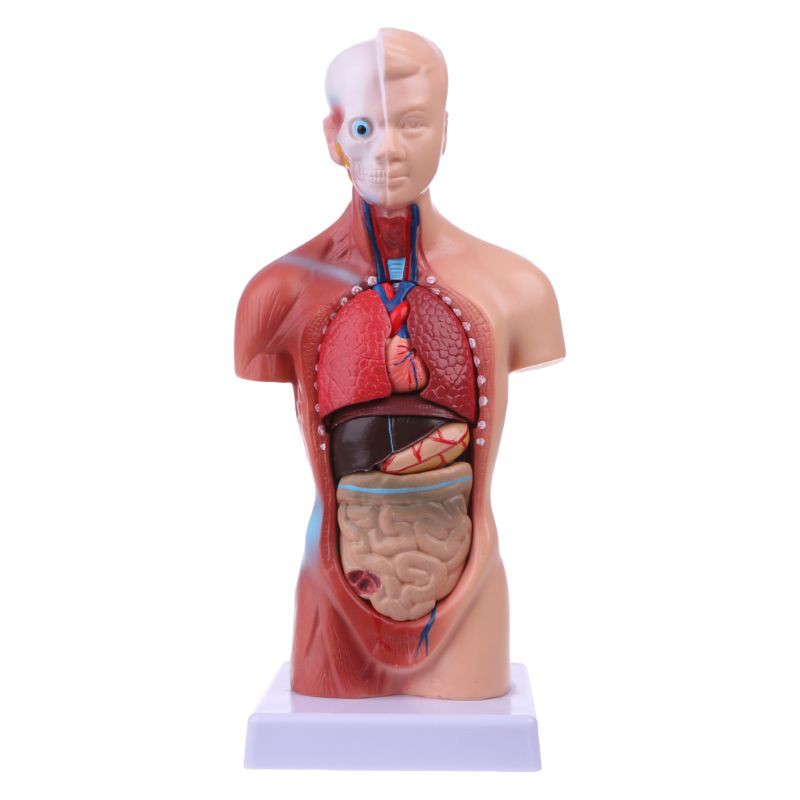 Detail Gambar Anatomi Tubuh Dan Organ Nomer 53