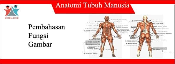 Detail Gambar Anatomi Tubuh Per Bagian Nomer 15