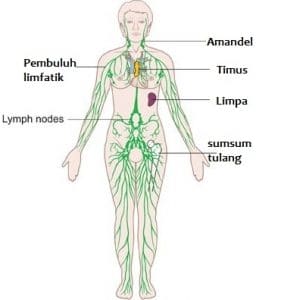 Detail Gambar Anatomi Tubuh Per Bagian Nomer 35