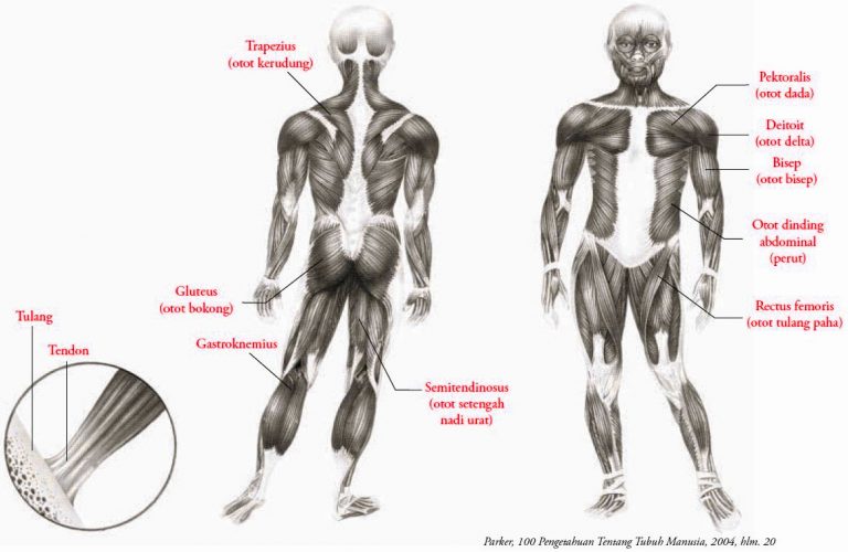 Detail Gambar Anatomi Tubuh Per Bagian Nomer 43