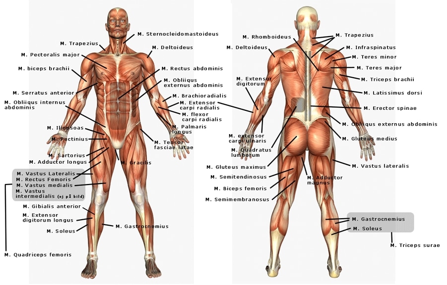 Detail Gambar Anatomi Tubuh Per Bagian Nomer 10