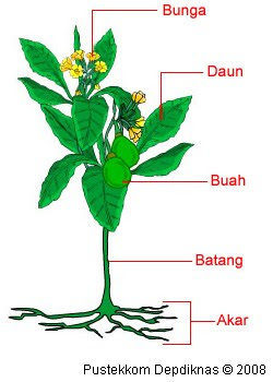 Detail Gambar Anatomi Tumbuhan Nomer 14