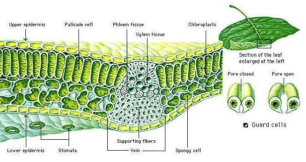 Detail Gambar Anatomi Tumbuhan Nomer 24