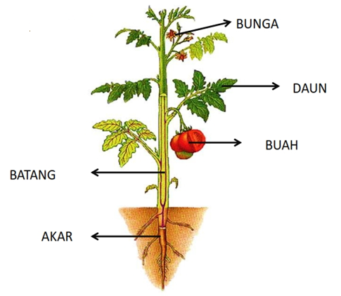 Detail Gambar Anatomi Tumbuhan Nomer 27