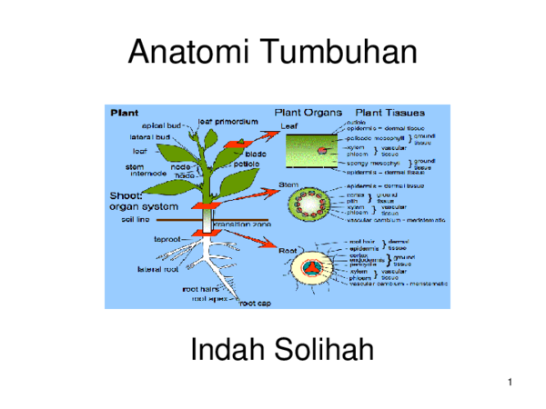 Detail Gambar Anatomi Tumbuhan Nomer 40