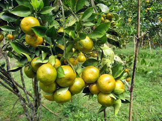 Detail Gambar Aneka Buah Buahan Nomer 50