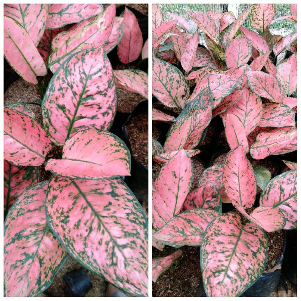 Detail Gambar Aneka Bunga Aglaonema Nomer 4