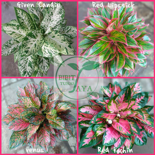 Detail Gambar Aneka Bunga Aglaonema Nomer 29