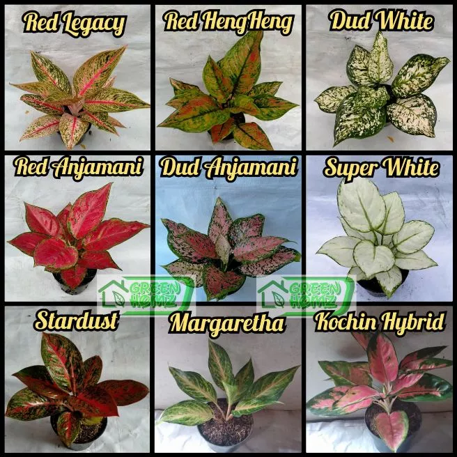 Detail Gambar Aneka Bunga Aglaonema Nomer 31