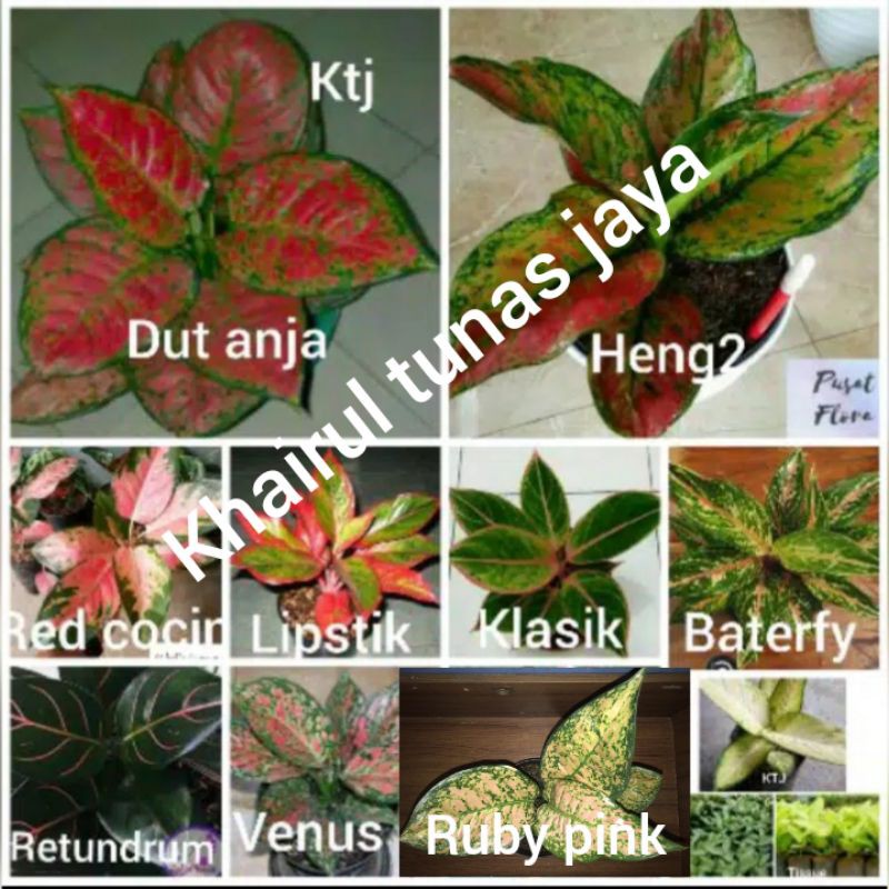 Detail Gambar Aneka Bunga Aglaonema Nomer 34