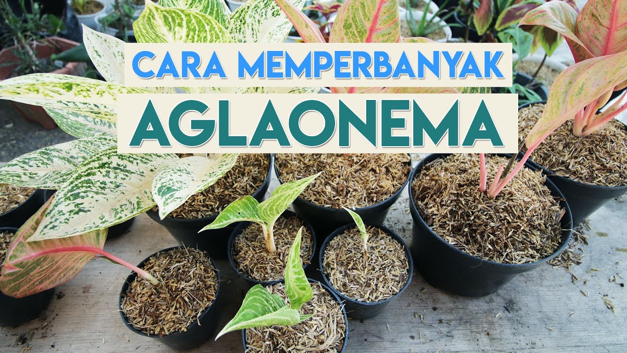 Detail Gambar Aneka Bunga Aglaonema Nomer 40