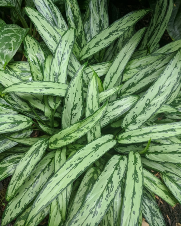 Detail Gambar Aneka Bunga Aglaonema Nomer 44