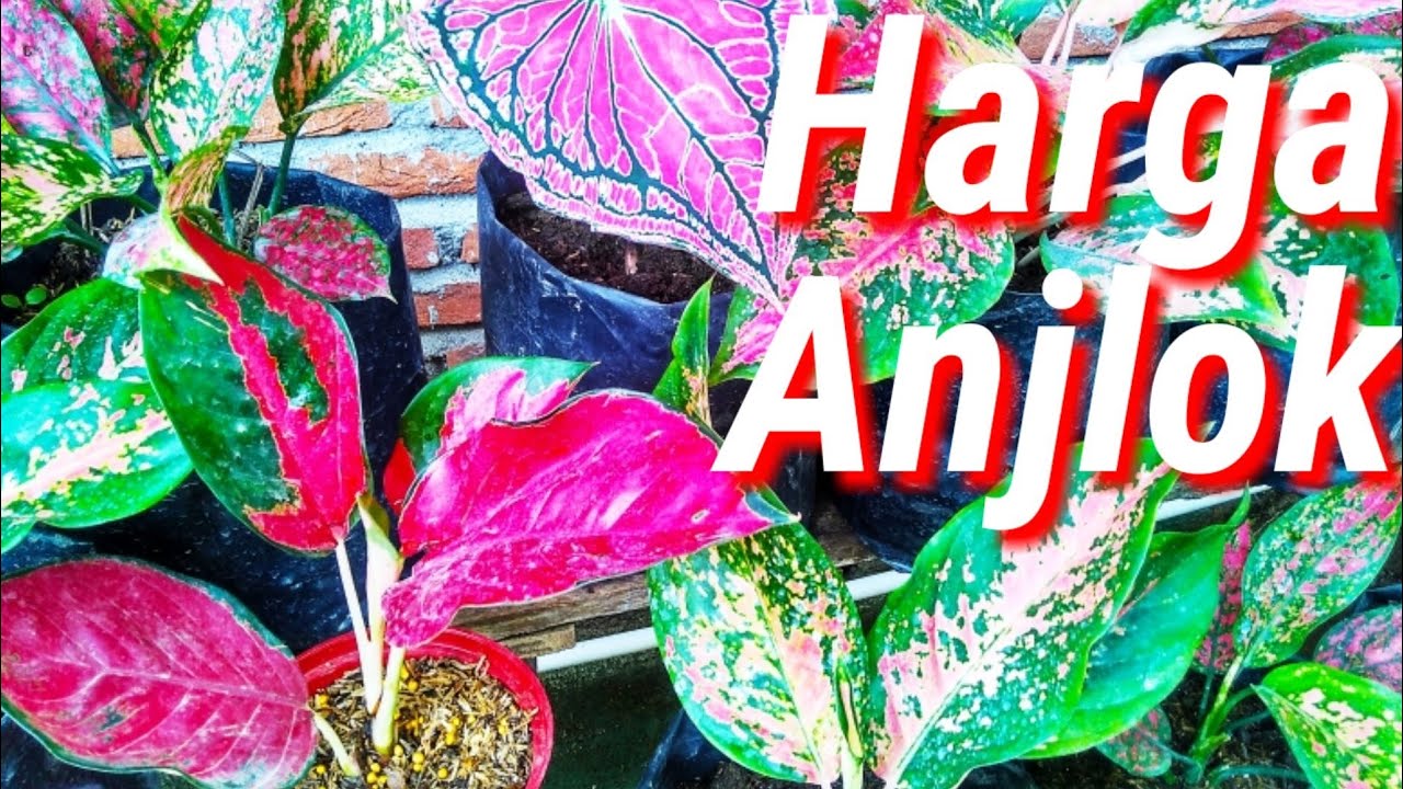 Detail Gambar Aneka Bunga Aglaonema Nomer 56