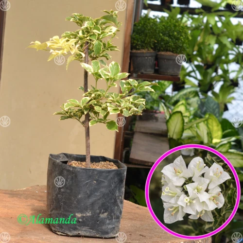 Detail Gambar Aneka Bunga Kertas Nomer 45