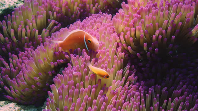 Detail Gambar Anemon Laut Tanpa Ada Ikan Nomer 35