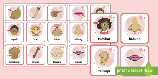 Detail Gambar Anggota Badan Nomer 11