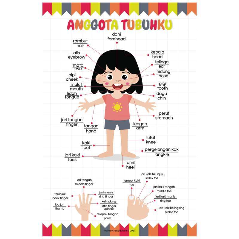 Detail Gambar Anggota Badan Nomer 24