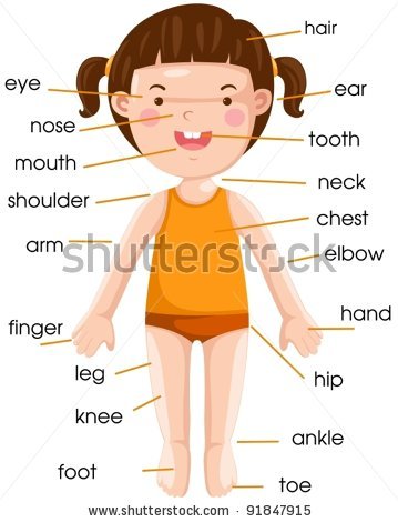 Detail Gambar Anggota Badan Nomer 29