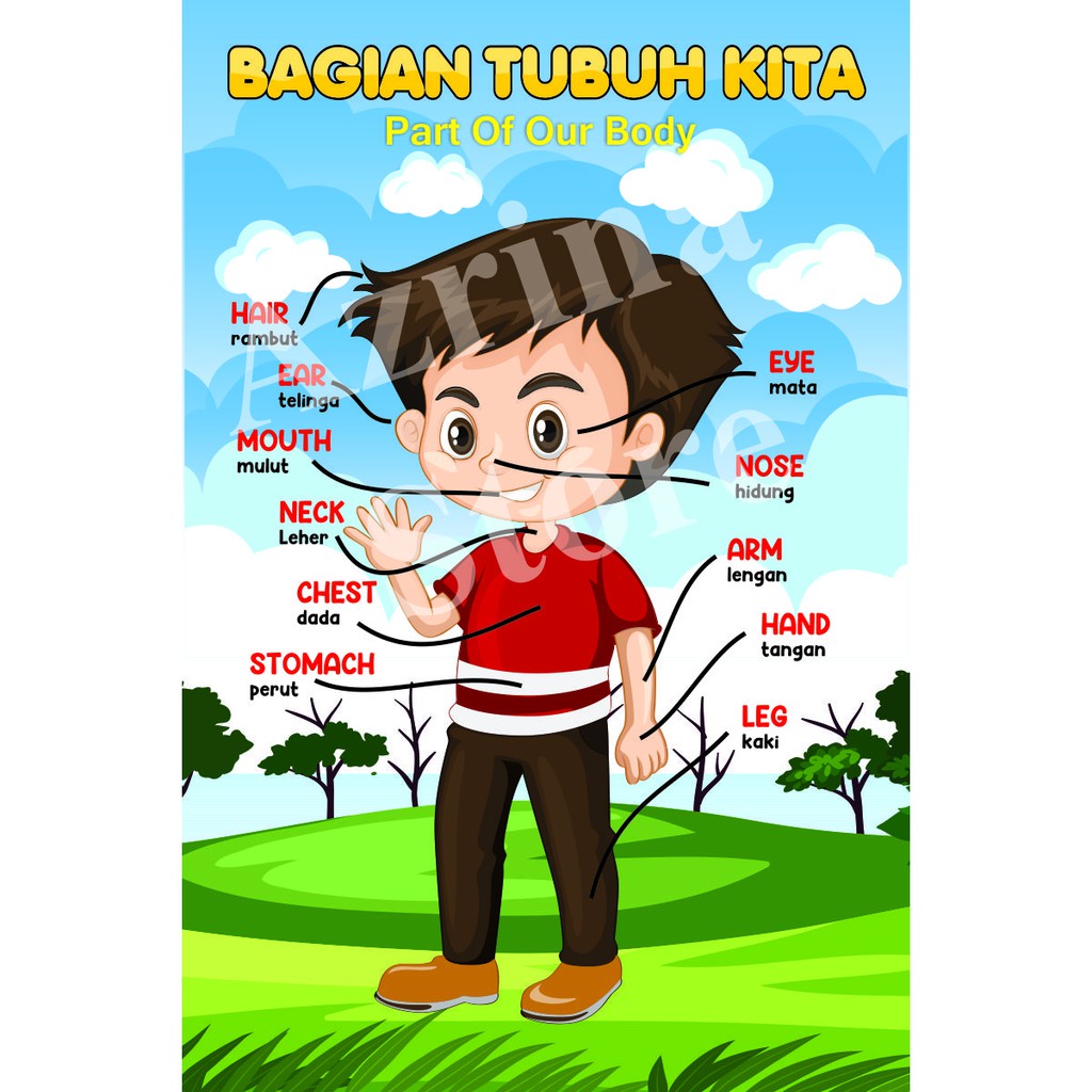 Detail Gambar Anggota Badan Nomer 32