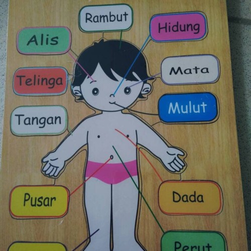 Detail Gambar Anggota Badan Nomer 44