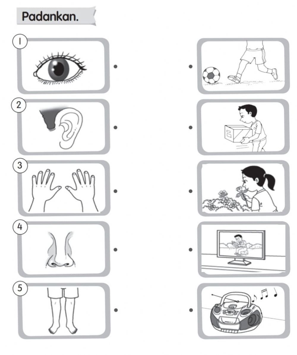 Detail Gambar Anggota Badan Nomer 6