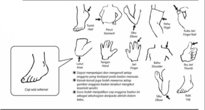 Detail Gambar Anggota Badan Nomer 47