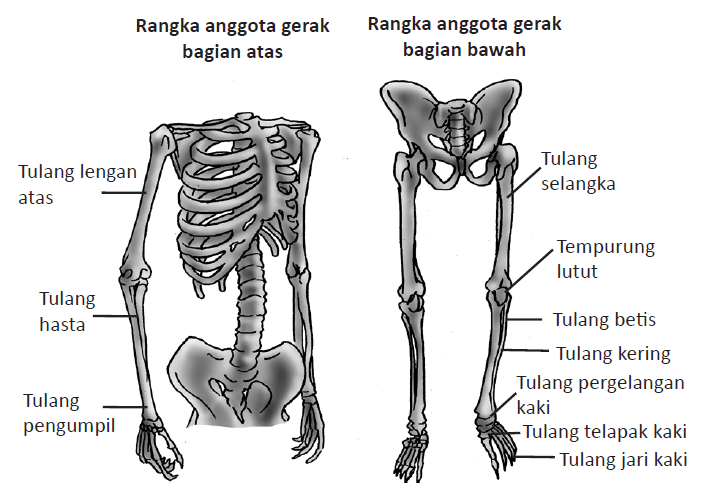 Detail Gambar Anggota Gerak Nomer 2