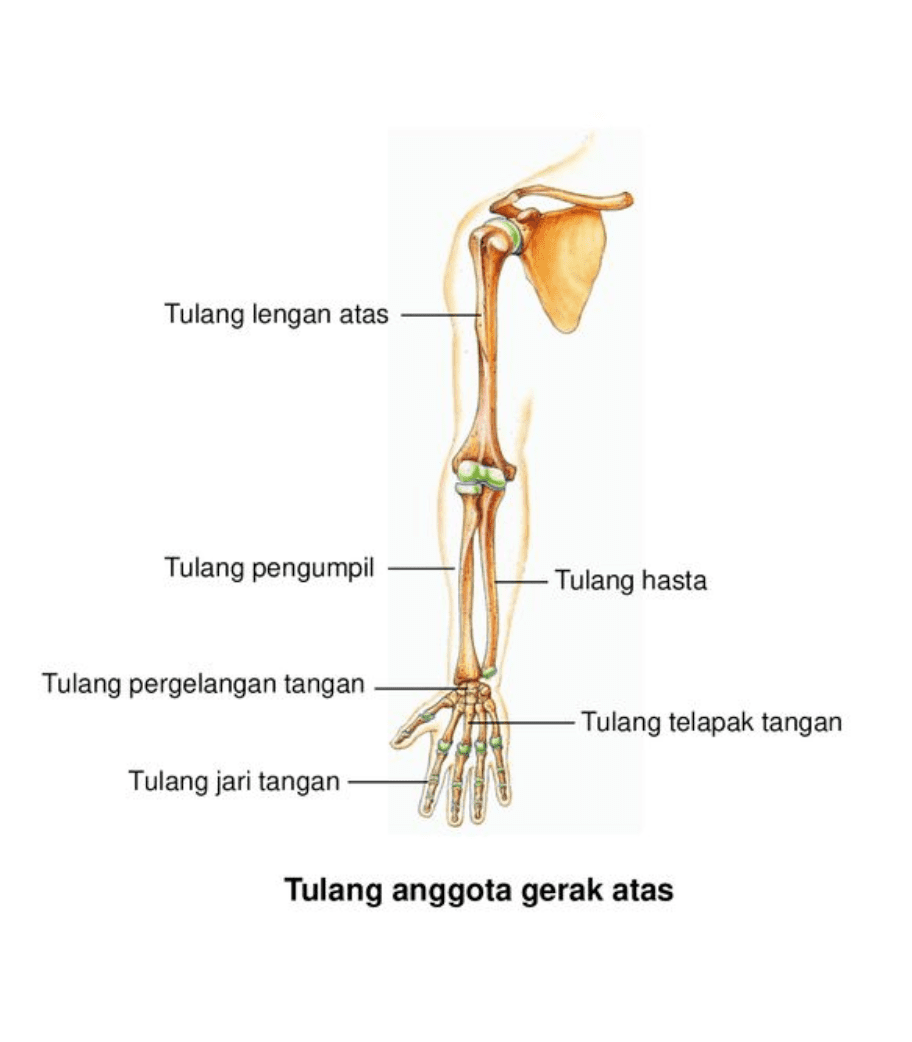 Detail Gambar Anggota Gerak Nomer 11