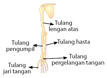 Detail Gambar Anggota Gerak Nomer 14