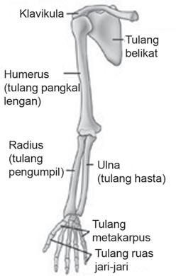 Detail Gambar Anggota Gerak Nomer 18