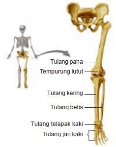 Detail Gambar Anggota Gerak Nomer 20