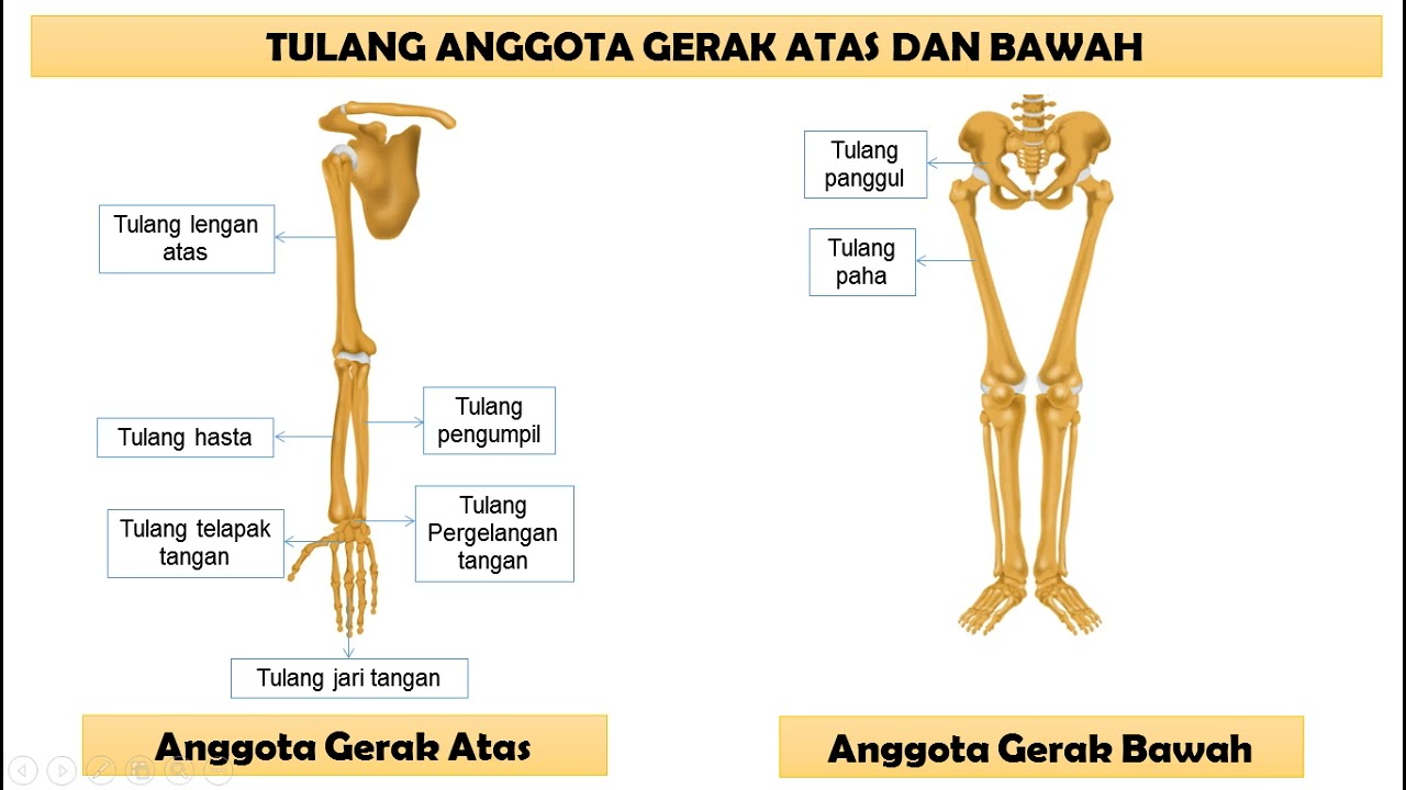 Detail Gambar Anggota Gerak Nomer 21