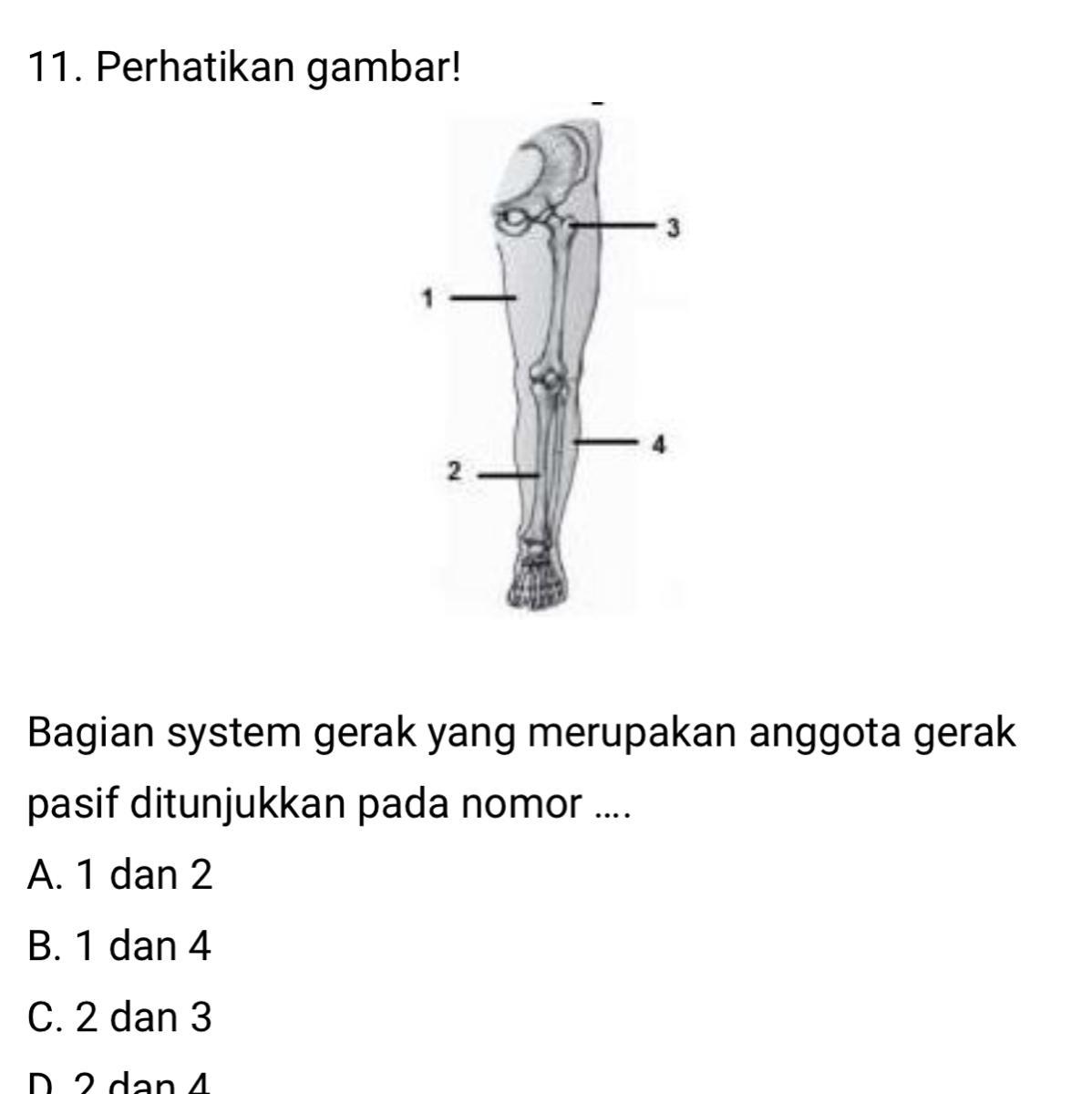 Detail Gambar Anggota Gerak Nomer 24